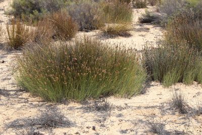 Cannomois parviflora, photographed by Tony Rebelo