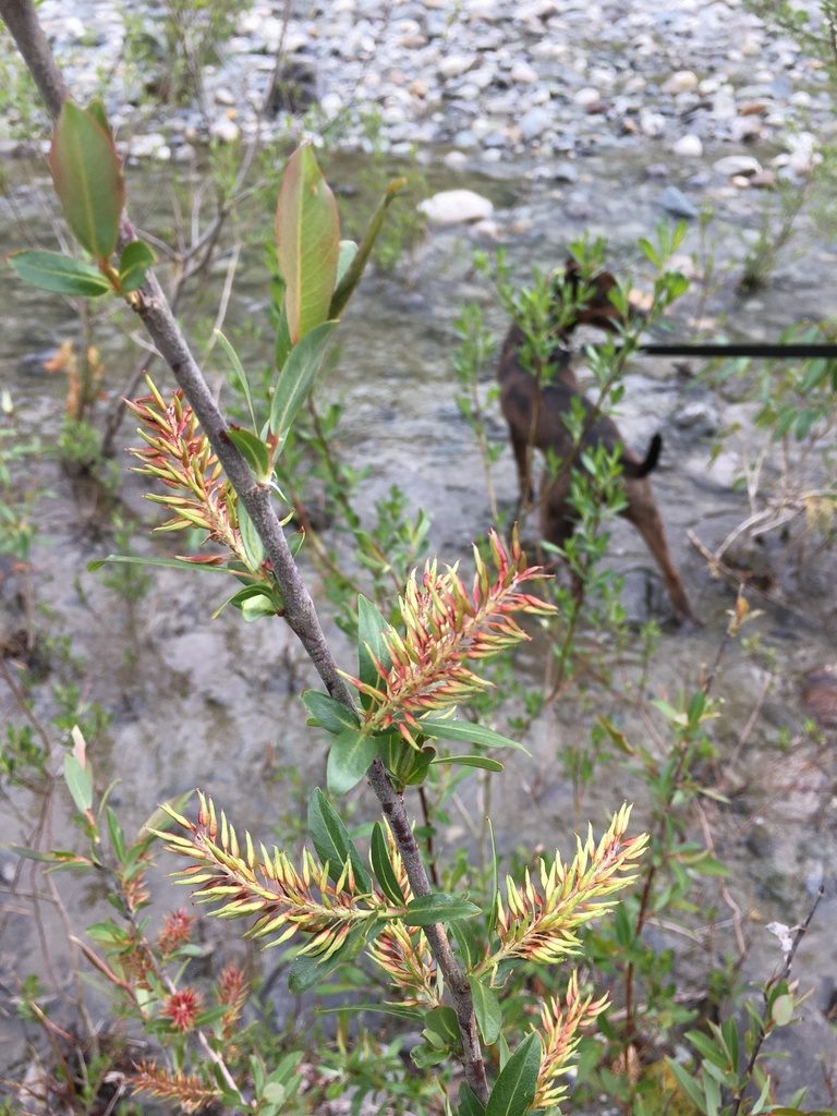 Salix prolixa, photographed by Allison McCabe