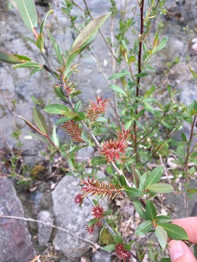 Salix prolixa, photographed by Allison McCabe