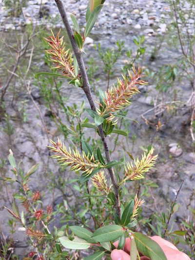 Salix prolixa, photographed by Allison McCabe