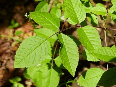 Fraxinus quadrangulata, photographed by Yann Kemper