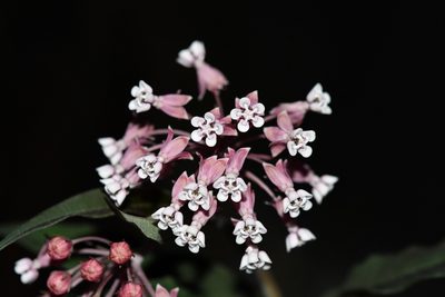 Asclepias pellucida, photographed by Neptalí Ramírez Marcial