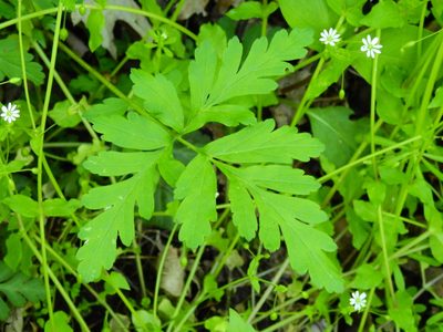 Chaerophyllum procumbens, photographed by Yann Kemper