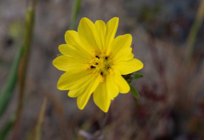 Lagophylla minor, photographed by Don Loarie