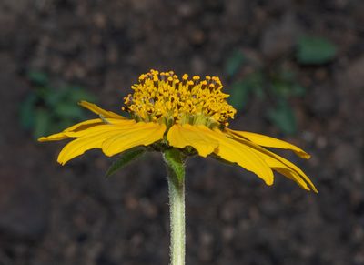 Helianthella californica, photographed by Don Loarie