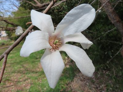 Magnolia kobus, photographed by Timur Kalininsky