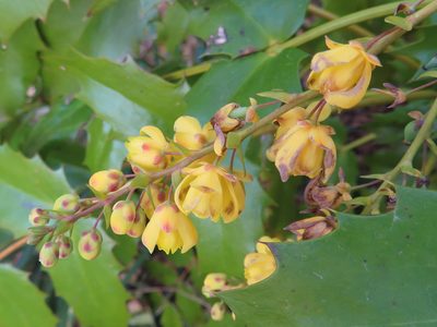 Berberis japonica, photographed by Timur Kalininsky