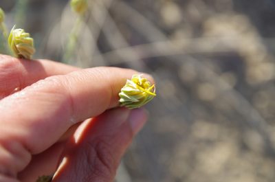 Pseudoclappia watsonii, photographed by Eric Knight