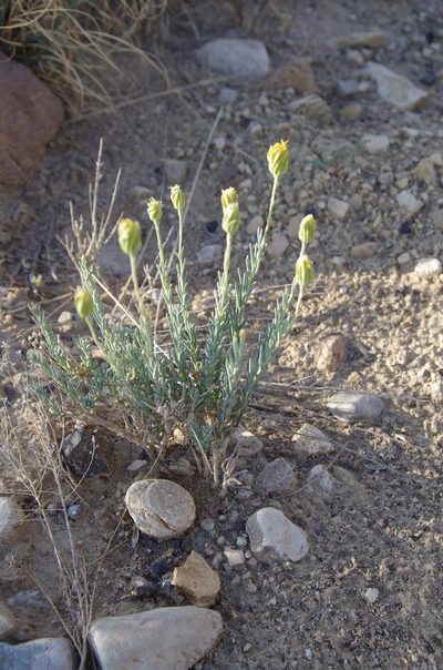 Pseudoclappia watsonii, photographed by Eric Knight