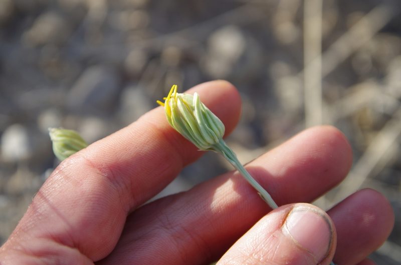 Pseudoclappia watsonii, photographed by Eric Knight