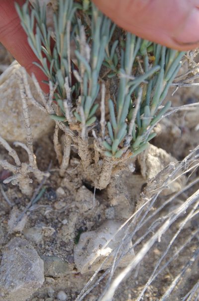 Pseudoclappia watsonii, photographed by Eric Knight
