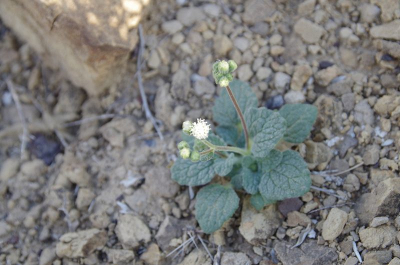 Psathyrotopsis scaposa, photographed by Eric Knight