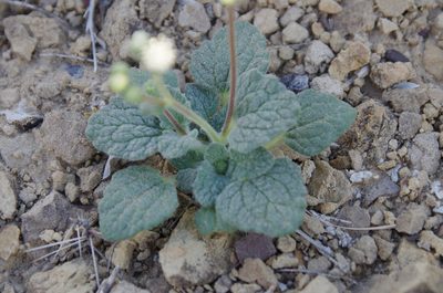 Psathyrotopsis scaposa, photographed by Eric Knight