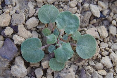Eriogonum rotundifolium, photographed by Eric Knight