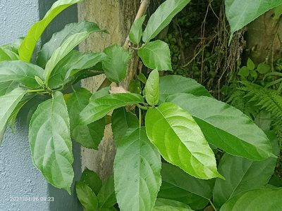 Ficus hispida, photographed by Ong Jyh Seng