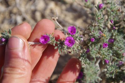 Tiquilia gossypina, photographed by Eric Knight