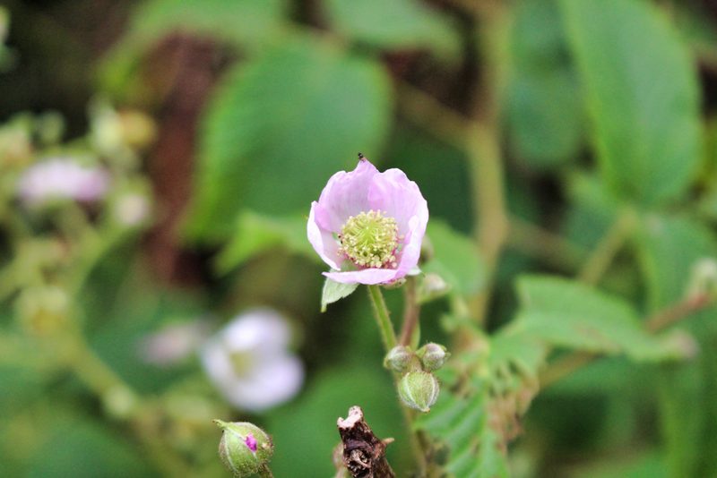 Rubus adenotrichos, photographed by Jake Rehage