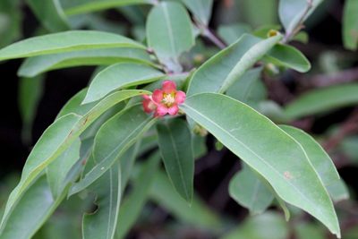 Cratoxylum cochinchinense, photographed by Agnes Trekker