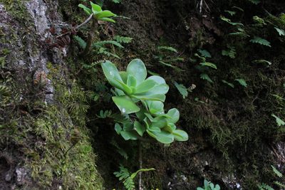 Echeveria australis, photographed by Jake Rehage