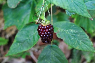 Rubus glaucus, photographed by Jake Rehage