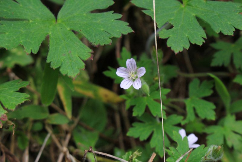 Geranium seemannii, photographed by Jake Rehage