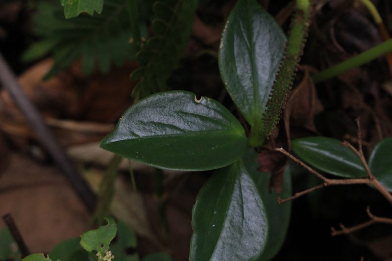 Peperomia san-joseana, photographed by Jake Rehage