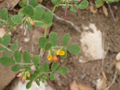 Acmispon maritimus, photographed by George Williams