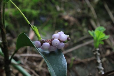 Anthurium scandens, photographed by Jake Rehage