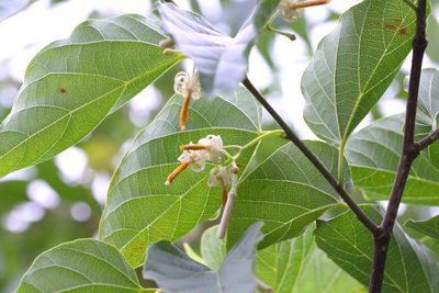Alangium chinense, photographed by Agnes Trekker