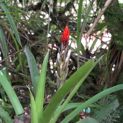 Guzmania monostachia, photographed by Arthur de Jesús Chavarría Pérez