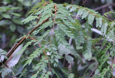 Ticanto vernalis, photographed by Agnes Trekker