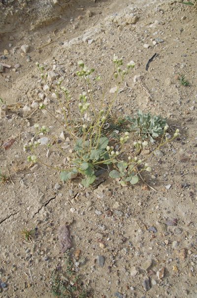 Psathyrotopsis scaposa, photographed by Eric Knight
