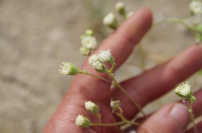 Psathyrotopsis scaposa, photographed by Eric Knight