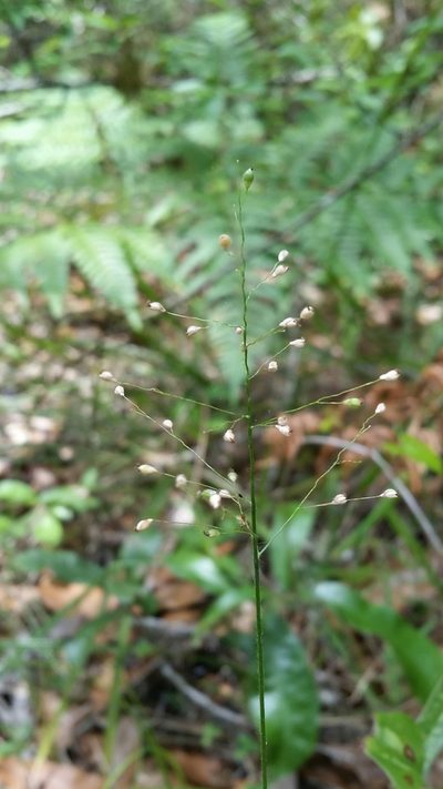 Dichanthelium ovale, photographed by Jay Horn