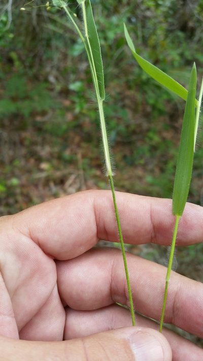 Dichanthelium ovale, photographed by Jay Horn