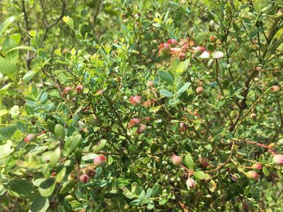 Vaccinium darrowii, photographed by Darren Oh