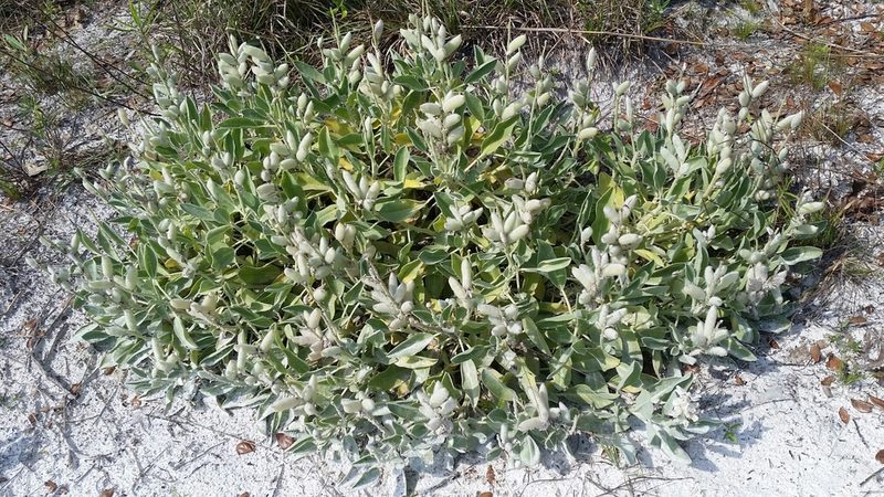 Lupinus pilosior, photographed by Jay Horn