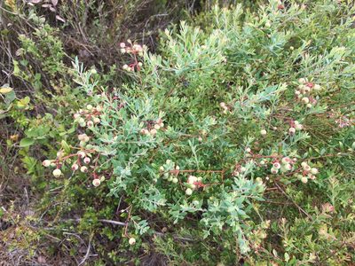 Vaccinium darrowii, photographed by Darren Oh