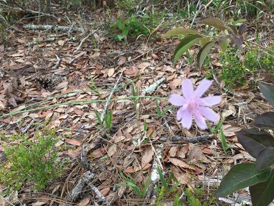 Lygodesmia aphylla, photographed by Darren Oh