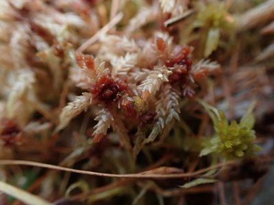 Sphagnum divinum, photographed by Mary Krieger