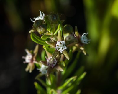 Aspidoglossum heterophyllum, photographed by magriet b