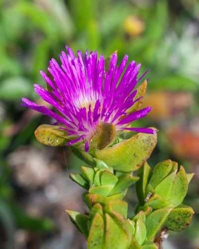 Erepsia steytlerae, photographed by magriet b