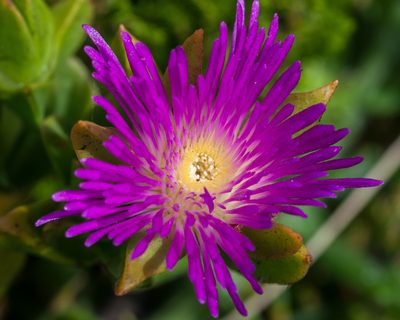 Erepsia steytlerae, photographed by magriet b