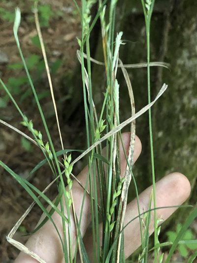 Carex ignota, photographed by John Kees