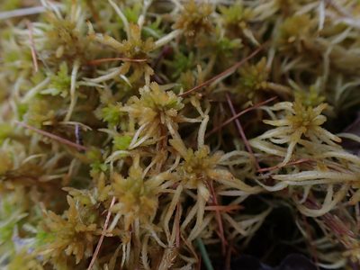 Sphagnum teres, photographed by Mary Krieger