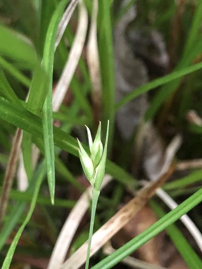 Carex basiantha, photographed by John Kees