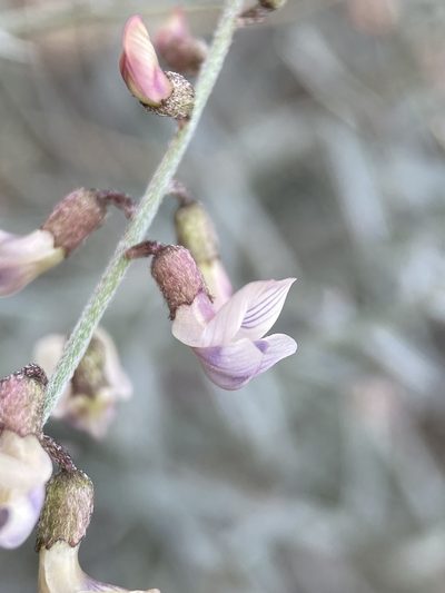 Astragalus solitarius, photographed by Matt Berger