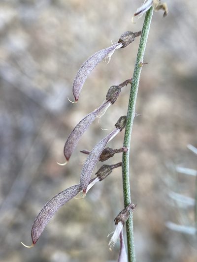 Astragalus solitarius, photographed by Matt Berger