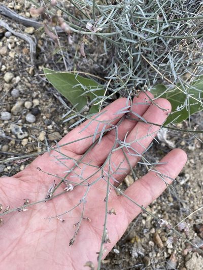 Astragalus solitarius, photographed by Matt Berger