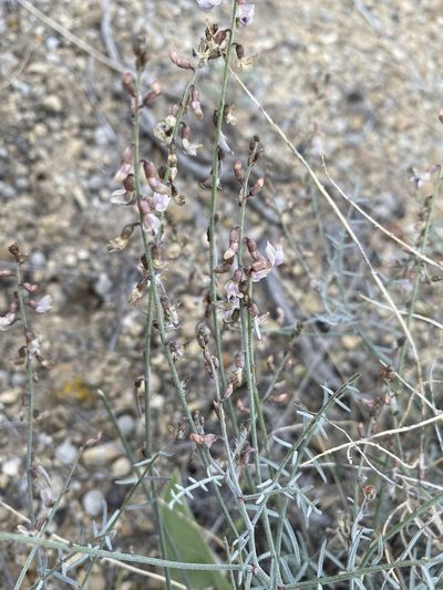 Astragalus solitarius, photographed by Matt Berger